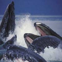 Aljaska, Juneau Humpback Whales Bubble Net Feed by Josh Anon