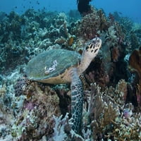 Indonezija, Komodo NP Green Turtle Over Coral by Jones Shimlock