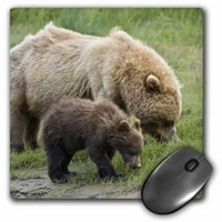 3Droza Aljaska Nacionalni park Clark, Grizzly Bears - US Bth - Brenda Tharp - jastučić za miš, prema