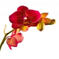 Orange Phalaenopsis Orchid zidne naljepnice Wallmonkeys Ogulja i palica Grafički WM194467