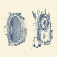 Vintage Anatomija Ispis prikazuje dijagram anatomije ljudskog oka. Poster Print John Parrot Stocktrek