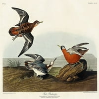 Red Phalarope Poster Print John James Audubon 53469